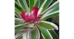 Bromeliad Society of Australia