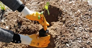 Nursery Plants