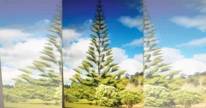 GALSTON DISTRICT GARDEN CLUB