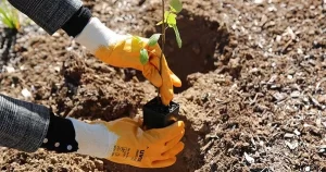 Bushcare Group