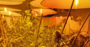 Commercial Quantity Of Cannabis