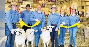 Show Sheep Competition