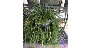 Galston District Garden Club