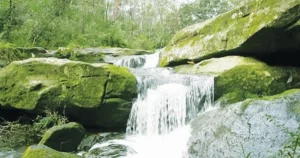 Bushcare group