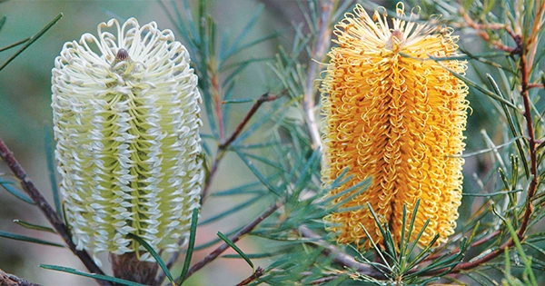 Hairpin Banksia