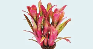 Bromeliad Society