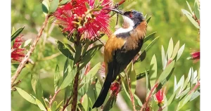 bird survey