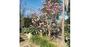Galston District Garden Club