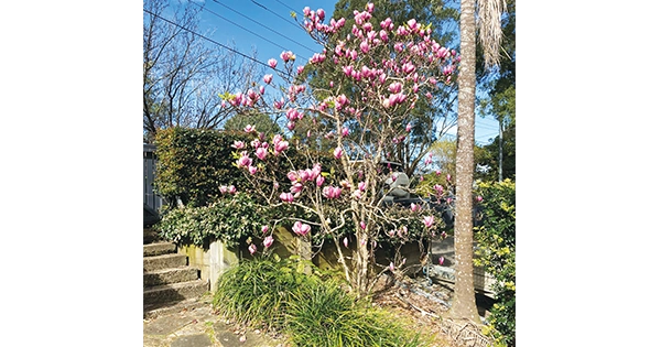 Galston District Garden Club