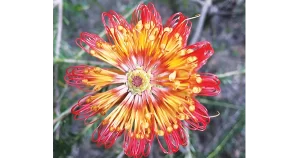 Heath Banksia