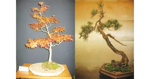 Bonsai