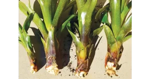 Bromeliad Society of Australia