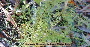 Ferns