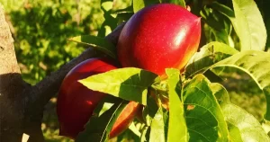 Canoelands Orchard