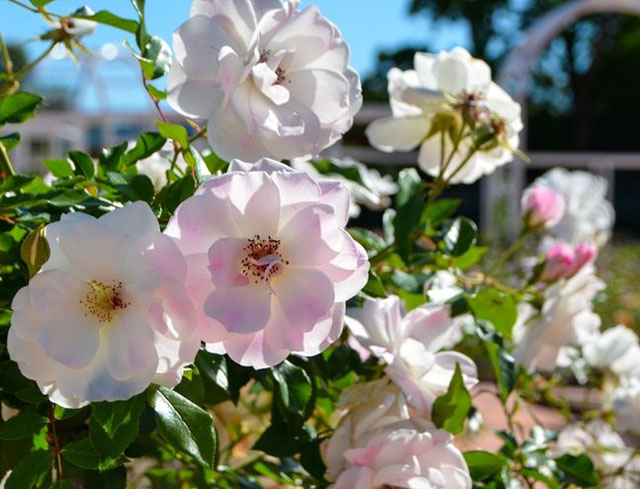 Roxborough Park Rose Garden