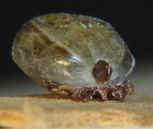 shortage of Tick Anti-Serum