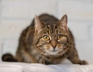 female cat