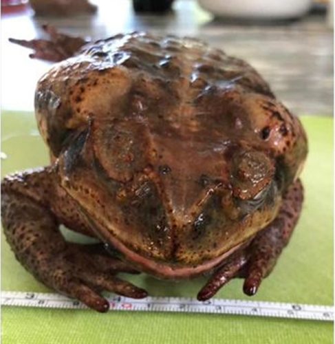 Dangerous Cane Toad Sighted In Kenthurst