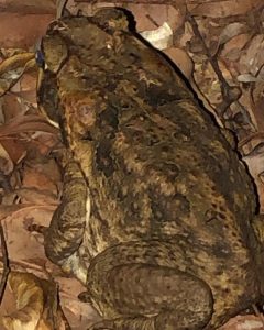 Invasive Cane Toad Sighted Near Kenthurst and Dural