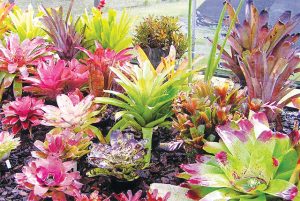 Bromeliad Spring Show