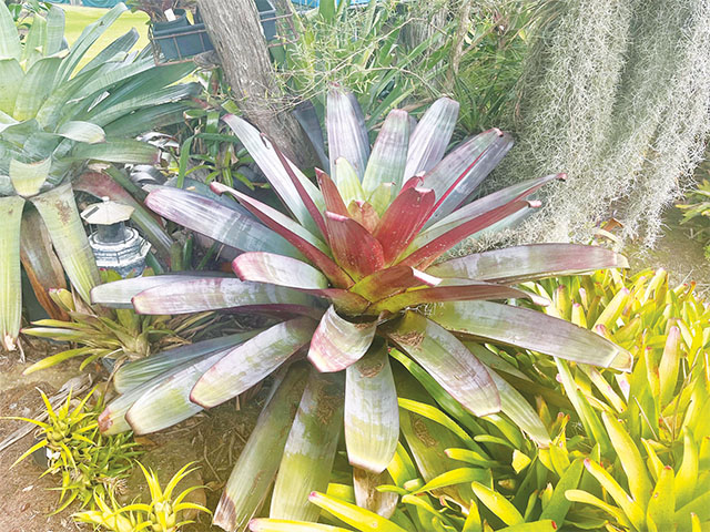 Bromeliad Society Of Australia