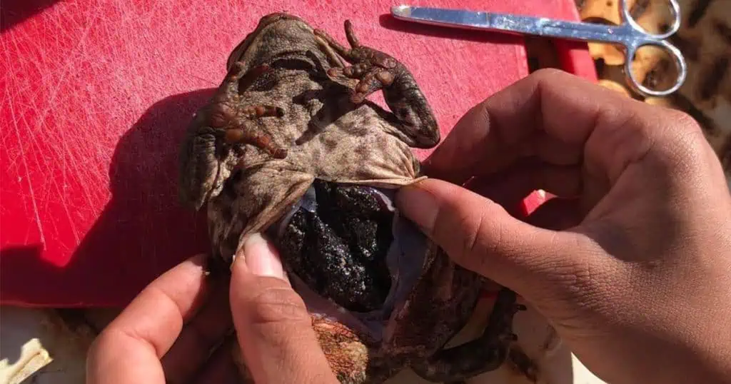 Invasive Cane Toad Sighted Near Kenthurst and Dural