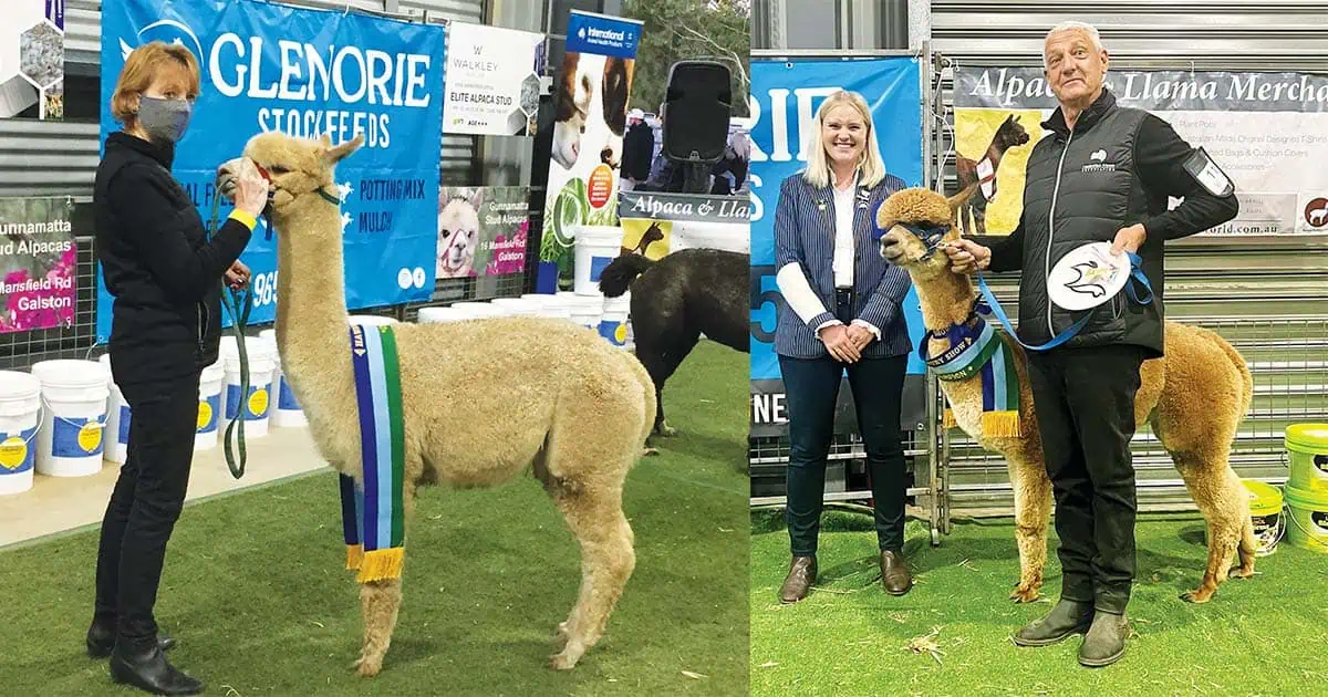 Local Alpacas Steal the Show