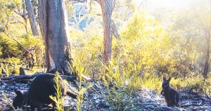 Glenorie, A Haven for Wildlife