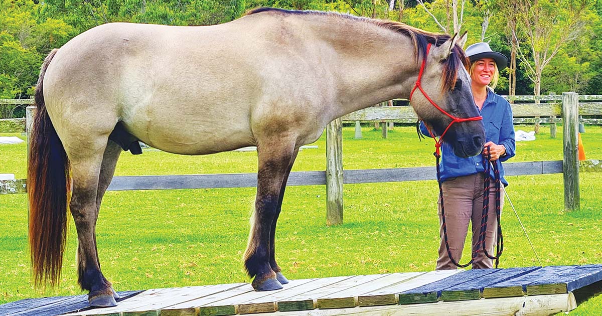 Horse Agility