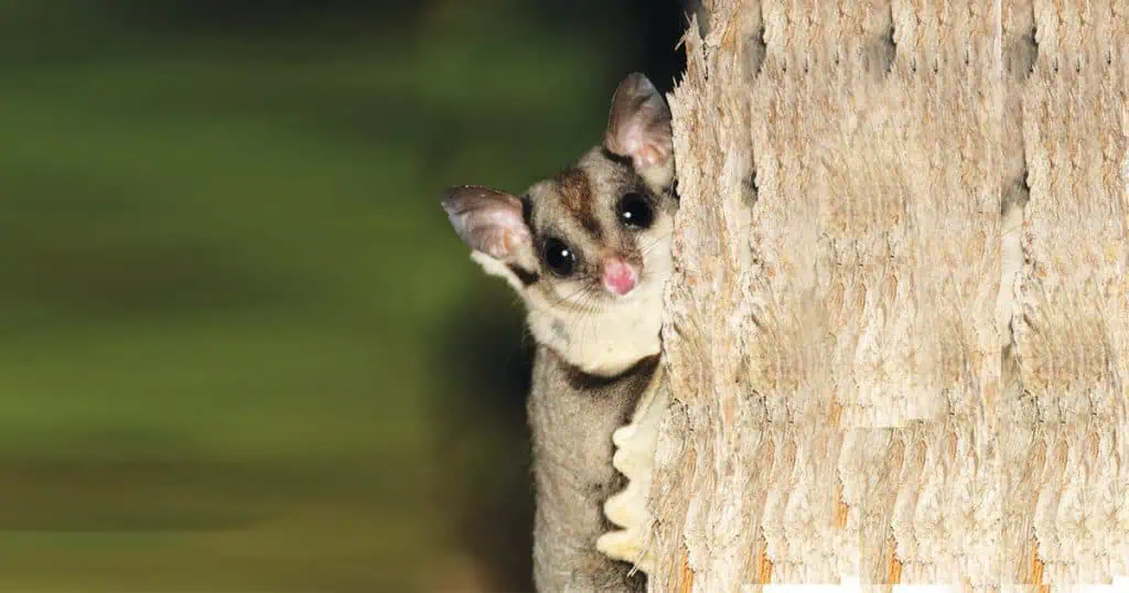 Sugar Gliders Galore