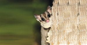 Sugar Gliders Galore