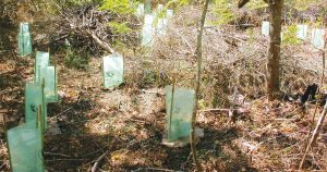 Free Trees For Weeds