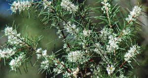 Hidden in the Hills -Silky Needle Bush