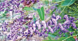 Hidden in the Hills Purple Twining Pea