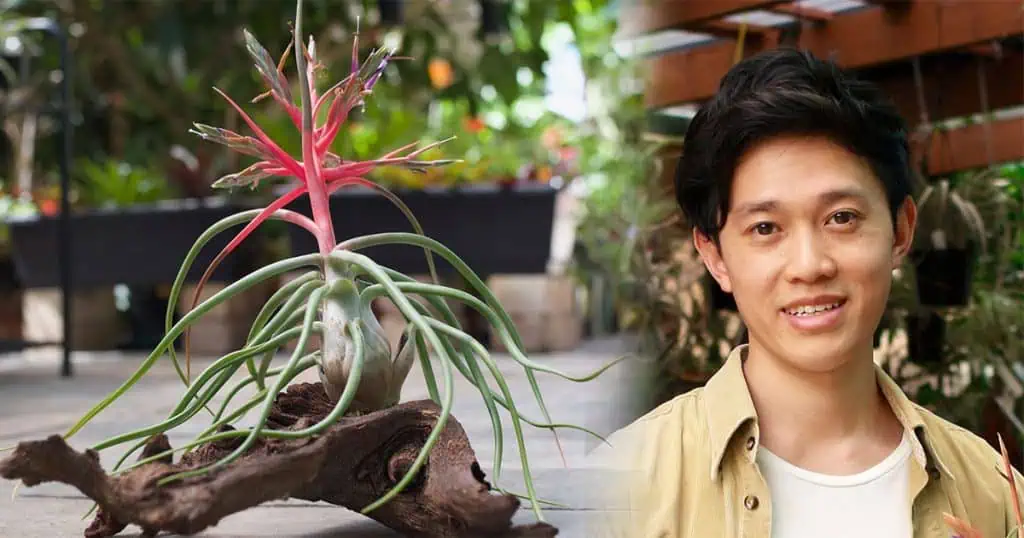 Bromeliad Society of Australia Guest Speaker Harold Kuan