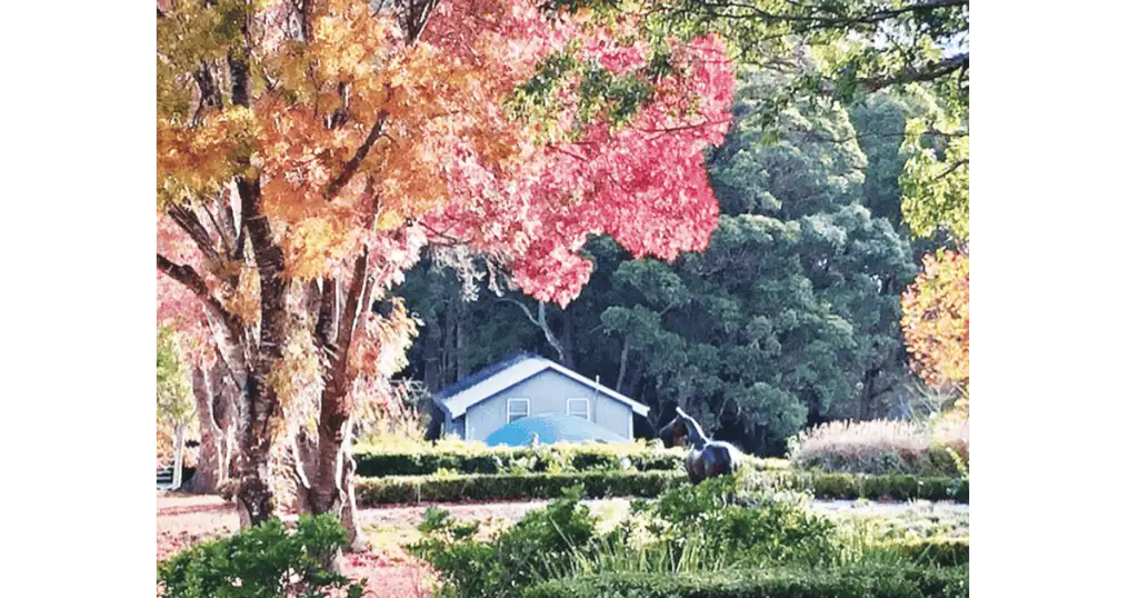 Autumn Colour In The ‘Hood