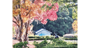 Autumn Colour In The ‘Hood