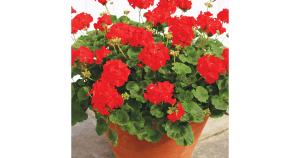 Galston District Garden Club