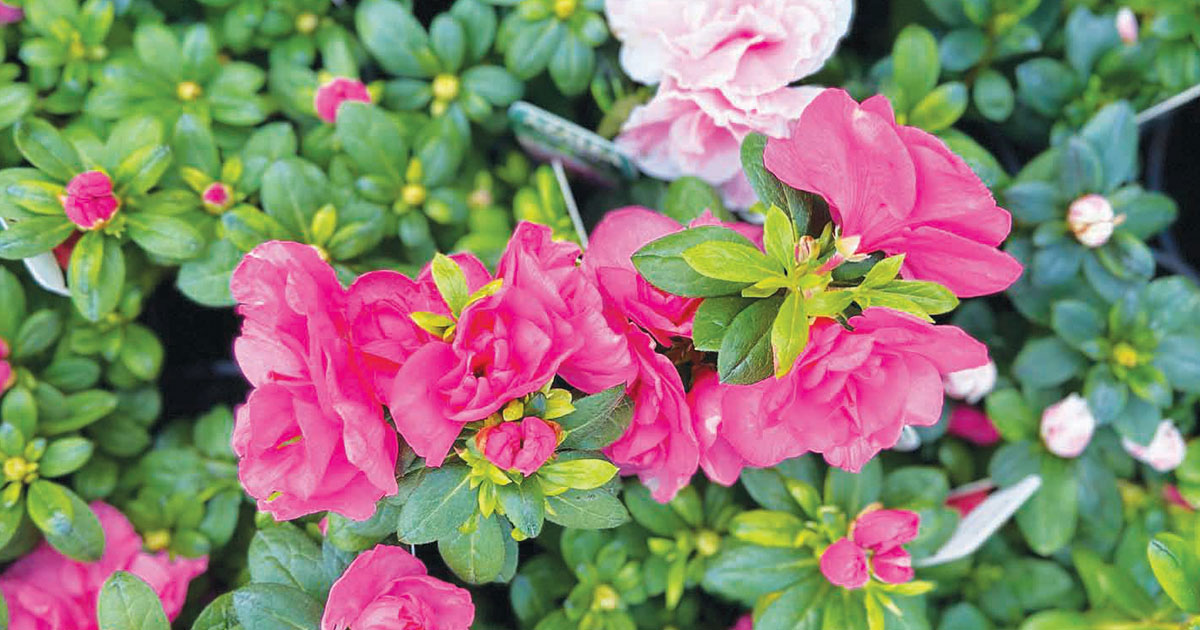 Spring Is Almost Here – Is Your Garden Ready?