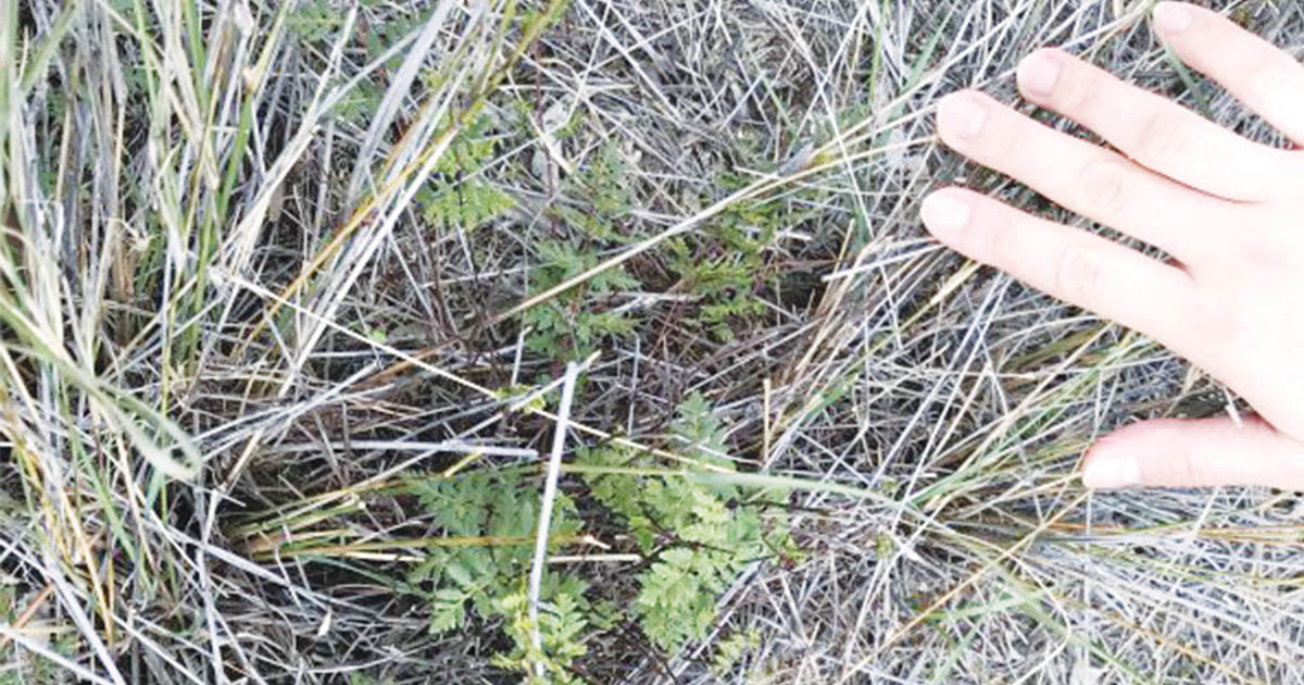 Landholders Asked to be Vigilant With Rock Fern Causing Toxicity in Cattle