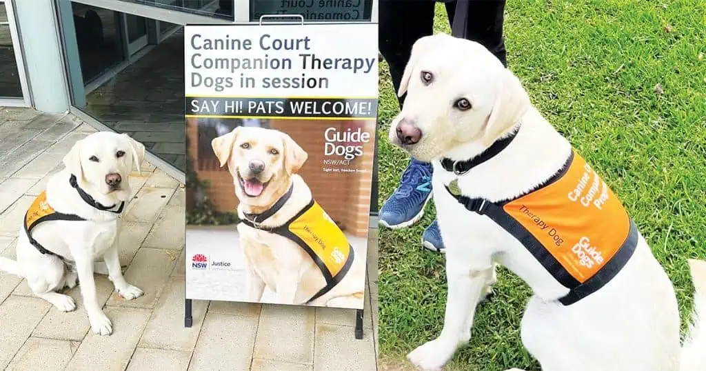 Pets at Work