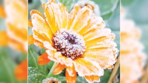 Galston District Garden Club
