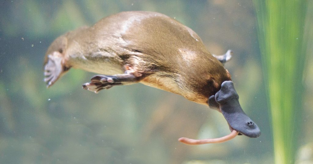 Pop in a Plant or Two for Platypus
