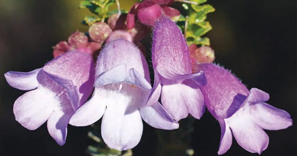 An Eremophila For Every Garden