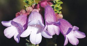 An Eremophila For Every Garden