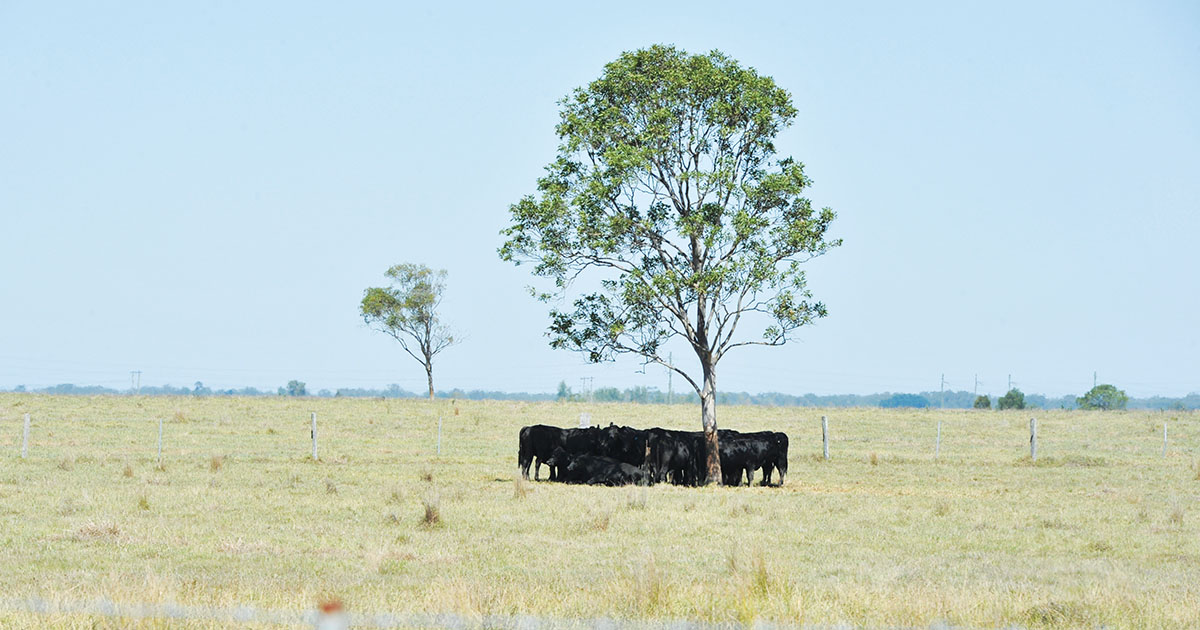 heat stress in cattle