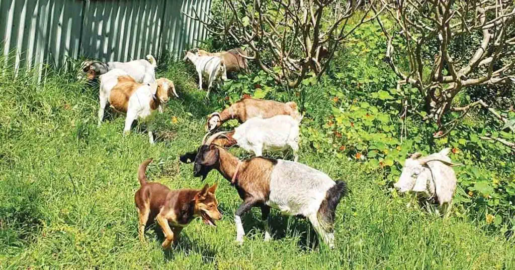 Goat Fire Hazard Reduction