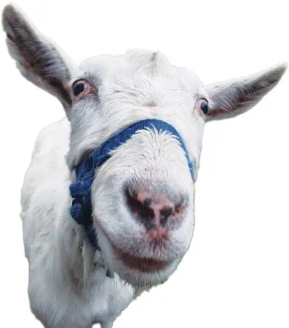 Goat Fire Hazard Reduction