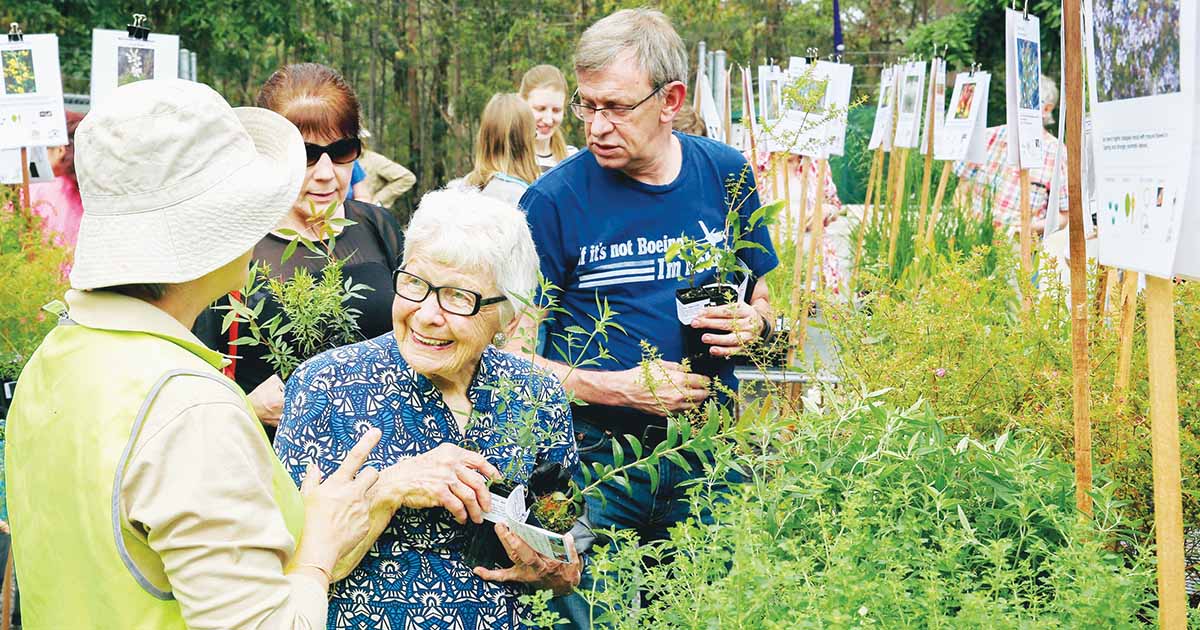 Hornsby Shire Council’s Native Plant Giveaway Program Blooms Again