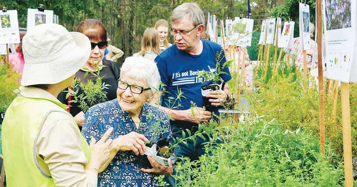 Hornsby Shire Council’s Native Plant Giveaway Program Blooms Again